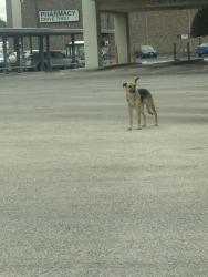 Found/Stray Unknown Dog last seen Kermit, west county, Odessa, TX 79764