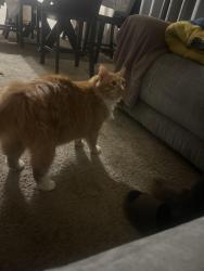 Lost Male Cat last seen Near Woodfield Rd, Damascus, MD 20872