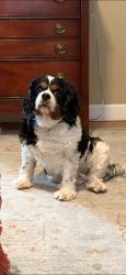 Reunited Male Dog last seen Elaine Way, Dalton, GA 30720, USA, Dalton, GA 30720