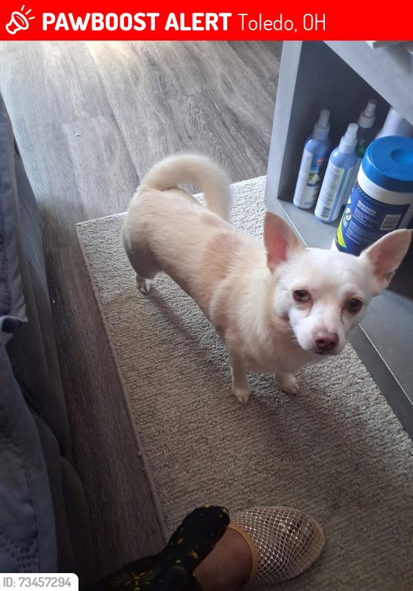 Lost Male Dog last seen Suder, Toledo, OH 43611