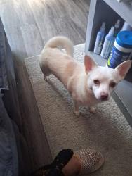 Lost Male Dog last seen Suder, Toledo, OH 43611