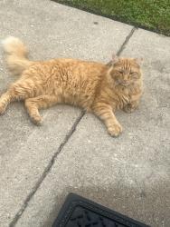 Lost Male Cat last seen Ogden, Chicago, IL 60623