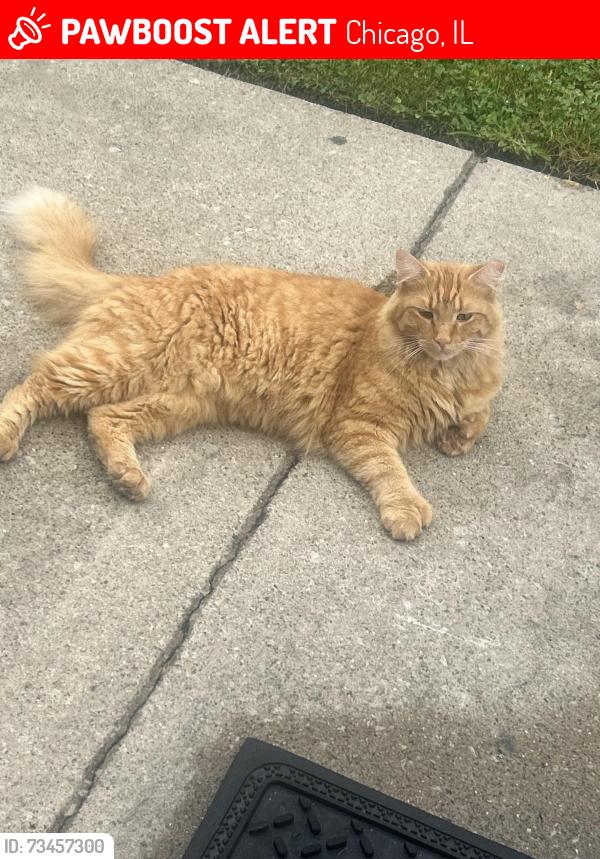 Lost Male Cat last seen Ogden, Chicago, IL 60623