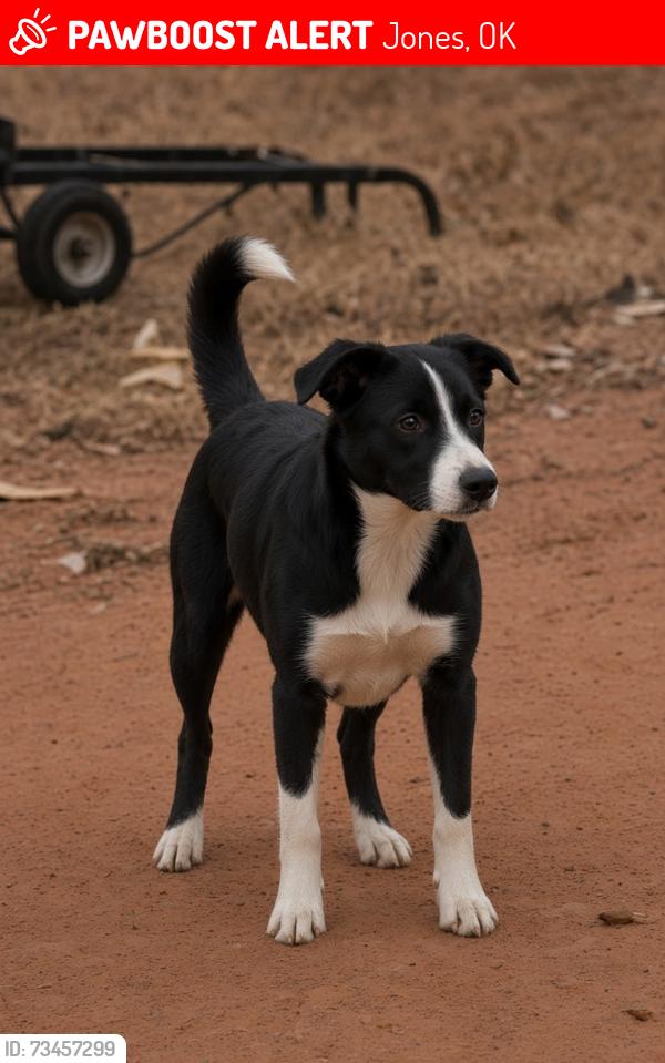 Lost Male Dog last seen Post and memorial, Jones, OK 73049