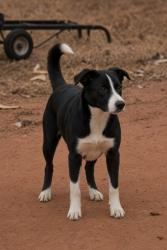 Lost Male Dog last seen Post and memorial, Jones, OK 73049