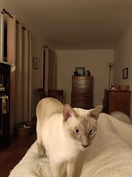 Reunited Male Cat last seen Taunton Place in Rhygate Neighborhood, West Springfield, VA 22152