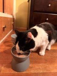 Found/Stray Male Cat last seen Yelm Hwy, Thurston County, WA 98501