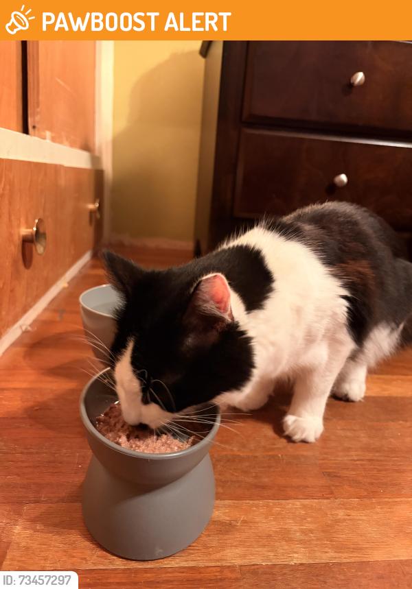 Found/Stray Male Cat last seen Yelm Hwy, Thurston County, WA 98501