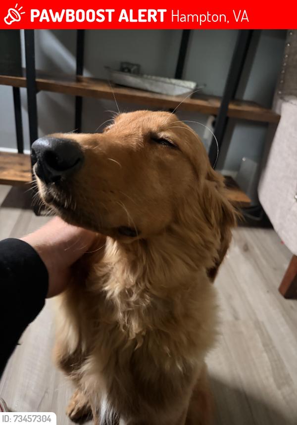 Lost Male Dog last seen Victoria Blvd, Hampton, VA 23661