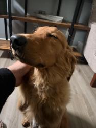 Lost Male Dog last seen Victoria Blvd, Hampton, VA 23661