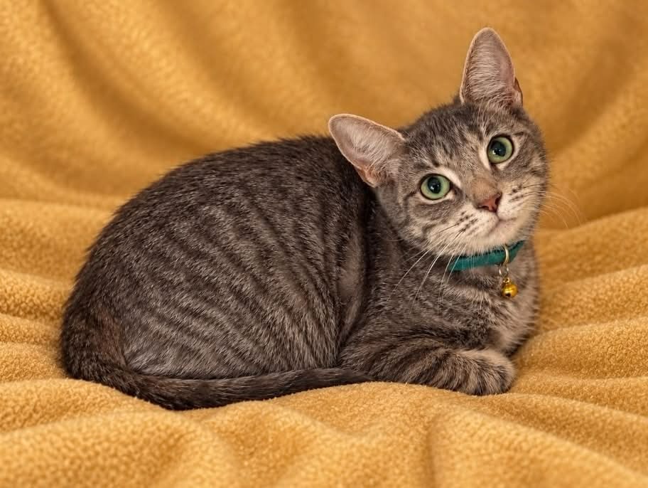 Shelter Stray Female Cat last seen Columbia, 1233 Mapleash Ave, Columbia, TN 38401, USA