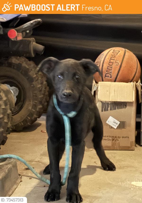 Found/Stray Male Dog last seen Mckinley/Shields, Fresno, CA 93723