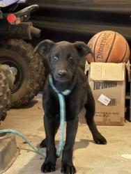 Found/Stray Male Dog last seen Mckinley/Shields, Fresno, CA 93723