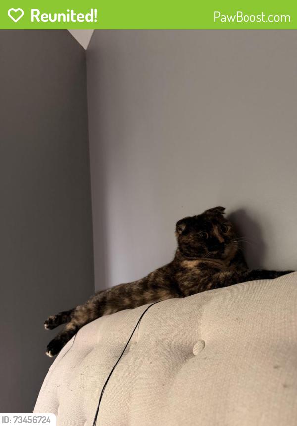 Reunited Female Cat last seen Near Stonegate Manor, Mt Prospect, IL 60056, USA, Mount Prospect, IL 60056