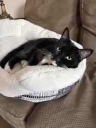 Lost Female Cat last seen Last I saw her was by the address 319 102nd ave SE, Bellevue., Bellevue, WA 98004