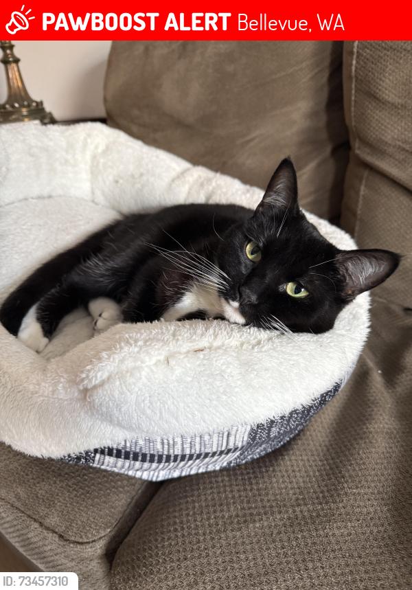 Lost Female Cat last seen Last I saw her was by the address 319 102nd ave SE, Bellevue., Bellevue, WA 98004