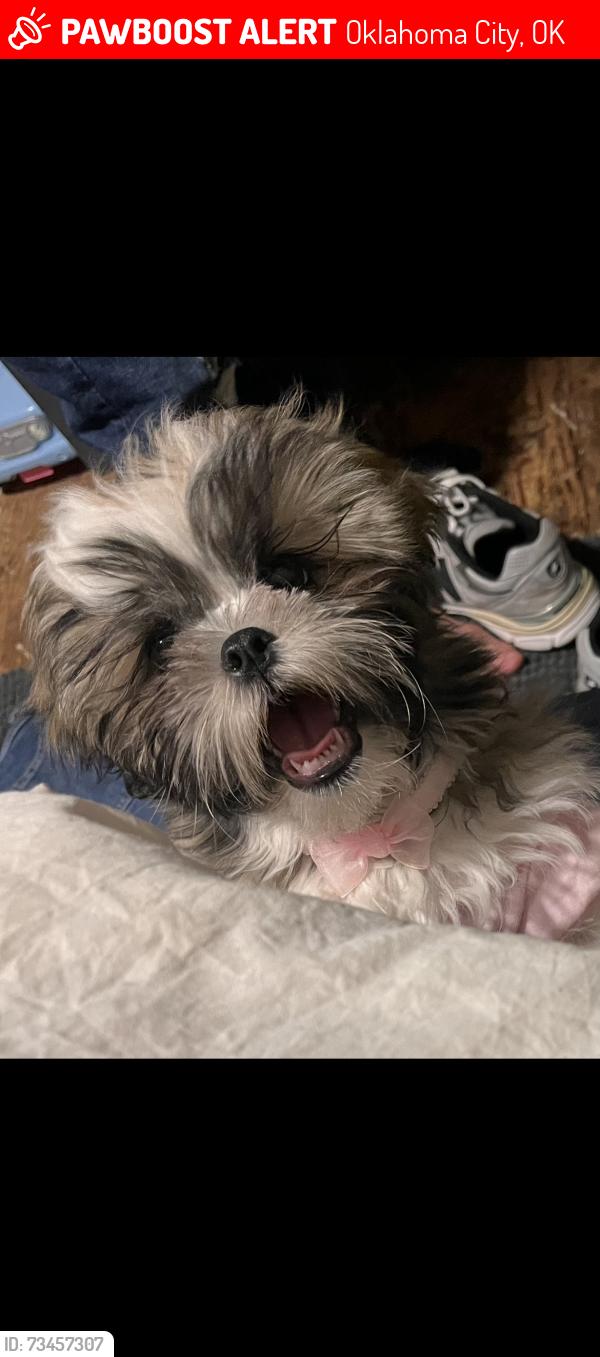 Lost Female Dog last seen Oklahoma, Oklahoma City, OK 73129