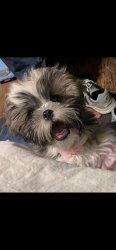 Lost Female Dog last seen Oklahoma, Oklahoma City, OK 73129