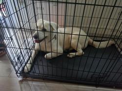 Found/Stray Female Dog last seen SANTIAGO STREET AND VIRGINIA, Santa Ana, CA 92705
