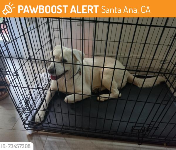 Found/Stray Female Dog last seen SANTIAGO STREET AND VIRGINIA, Santa Ana, CA 92705