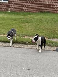Found/Stray Unknown Dog last seen School street north of Tilden, Brownsburg, IN 46112
