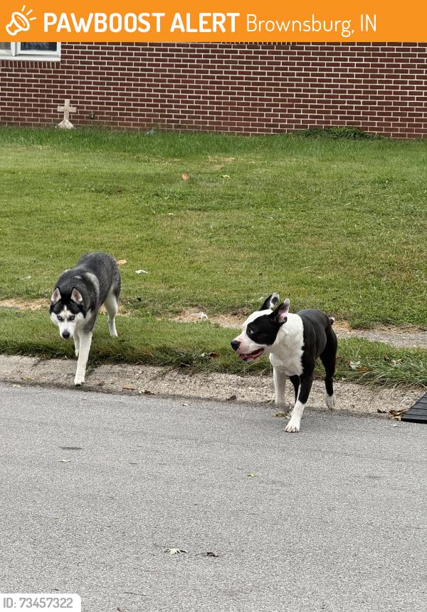Found/Stray Unknown Dog last seen School street north of Tilden, Brownsburg, IN 46112