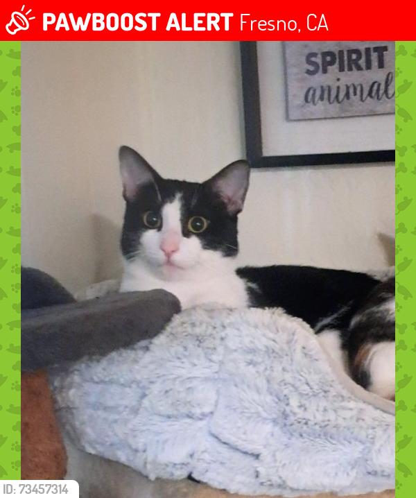Lost Male Cat last seen Savemart Center, Fresno, CA 93726