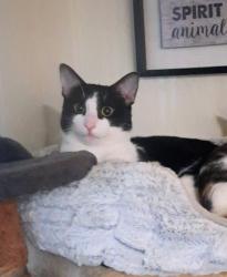 Lost Male Cat last seen Savemart Center, Fresno, CA 93726