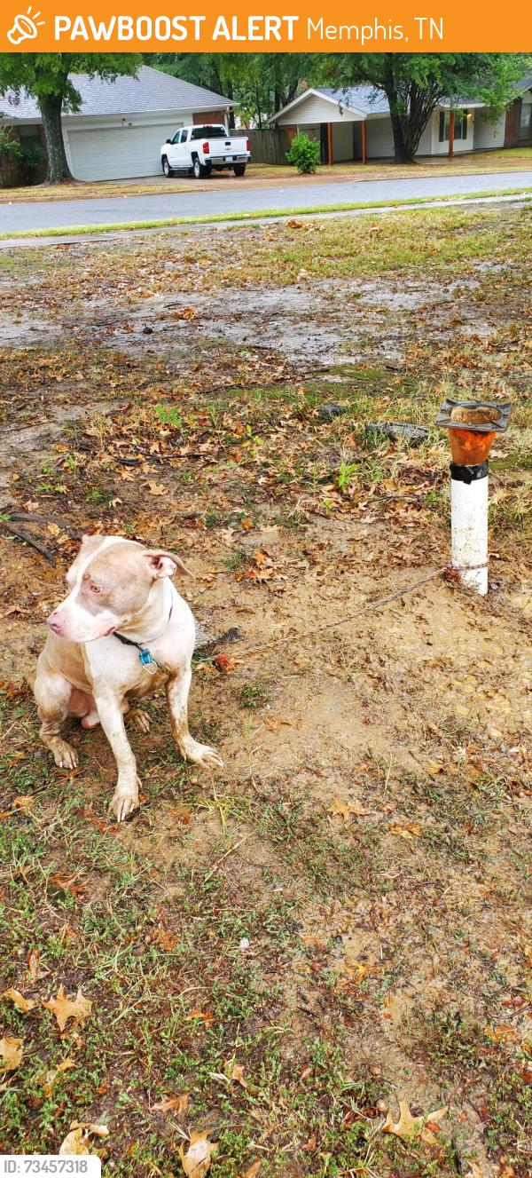 Found/Stray Unknown Dog last seen Clarke and Winchester, Memphis, TN 38115