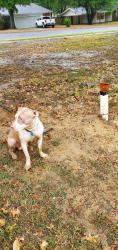 Found/Stray Unknown Dog last seen Clarke and Winchester, Memphis, TN 38115