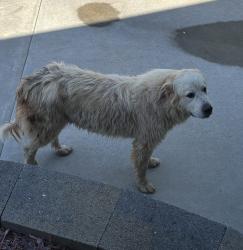 Found/Stray Male Dog last seen John beam road, Vale, NC 28168