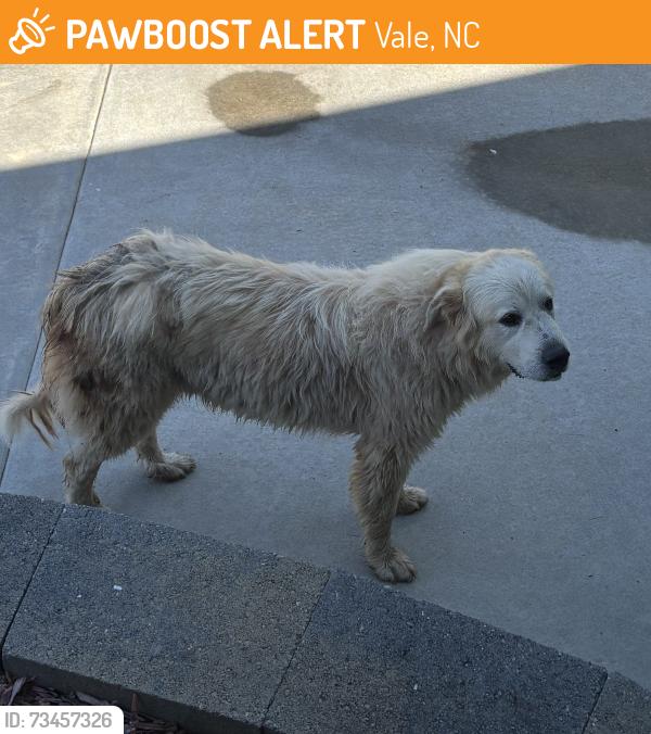 Found/Stray Male Dog last seen John beam road, Vale, NC 28168
