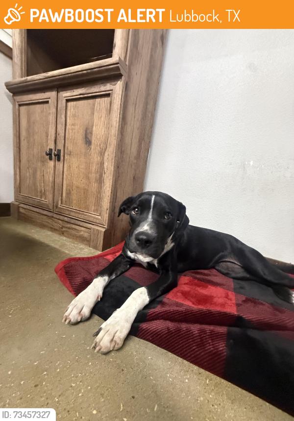 Found/Stray Female Dog last seen Woodrow road and slide, Lubbock, TX 79423