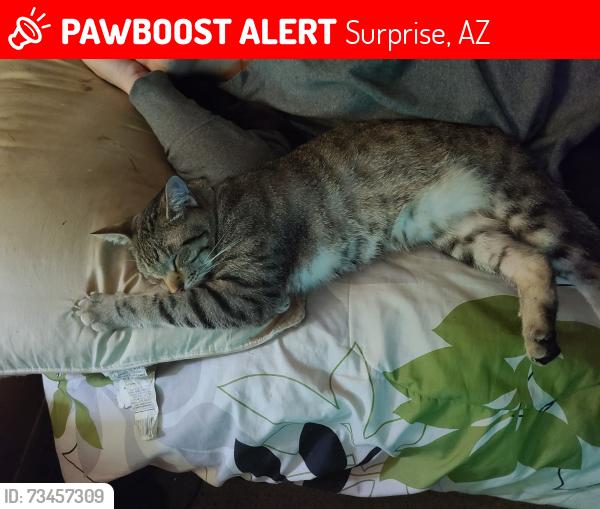 Lost Male Cat last seen Bell and Avenue of the arts, Surprise, AZ 85378
