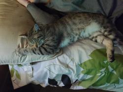 Lost Male Cat last seen Bell and Avenue of the arts, Surprise, AZ 85378