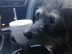 Lost Male Dog last seen Tennessee and Lomas, Albuquerque, NM 87108