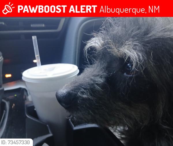 Lost Male Dog last seen Tennessee and Lomas, Albuquerque, NM 87108