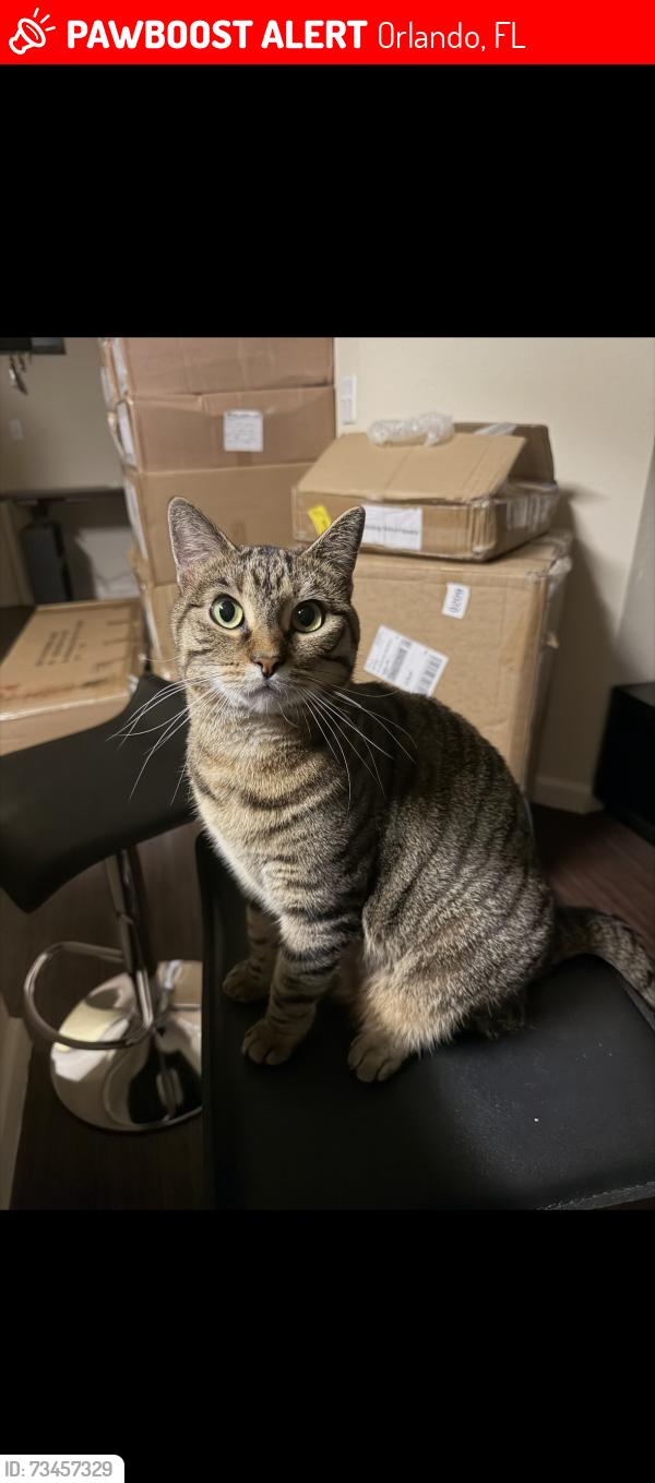 Lost Female Cat last seen Sanctuary Eagle Creek, Orlando, FL 32832