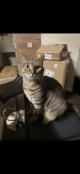 Lost Female Cat last seen Sanctuary Eagle Creek, Orlando, FL 32832