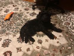 Lost Male Dog last seen Near emerson Ave, Fort Wayne, IN 46808