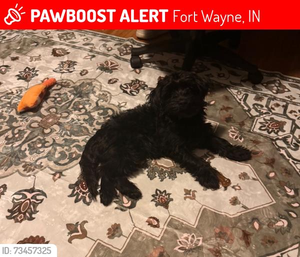 Lost Male Dog last seen Near emerson Ave, Fort Wayne, IN 46808