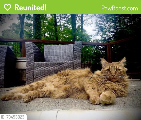 Reunited Male Cat last seen Brandyapple Dr, Raleigh, NC 27615