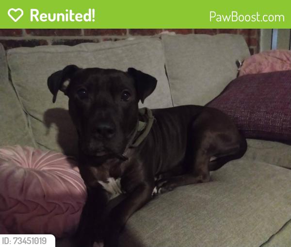 Reunited Male Dog last seen Near Bathurst Dr, Houston, TX 77053, USA, Houston, TX 77053