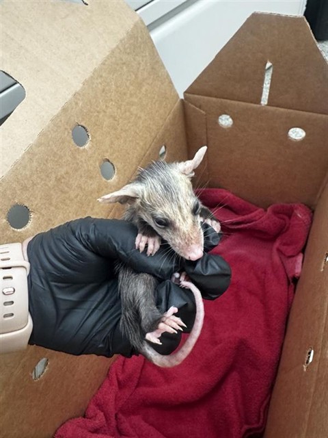 Shelter Stray Unknown Other last seen CHADBORNE NEAR APRICOT OR JOYCE, 1950 Stevenson Blvd, Fremont, CA 94538, USA