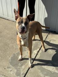 Shelter Stray Male Dog last seen Near BLOCK S 2ND ST, 3528 Newburg Rd, Louisville, KY 40218, USA