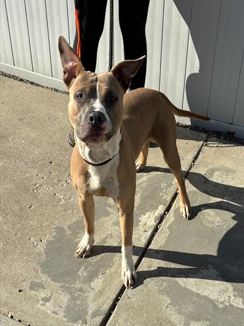 Shelter Stray Male Dog last seen Near BLOCK S 2ND ST, 3528 Newburg Rd, Louisville, KY 40218, USA