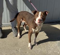 Shelter Stray Female Dog last seen Near BLOCK ROWAN ST, 3528 Newburg Rd, Louisville, KY 40218, USA