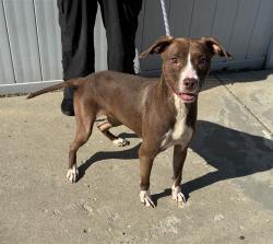 Shelter Stray Female Dog last seen Near BLOCK ROWAN ST, 3528 Newburg Rd, Louisville, KY 40218, USA