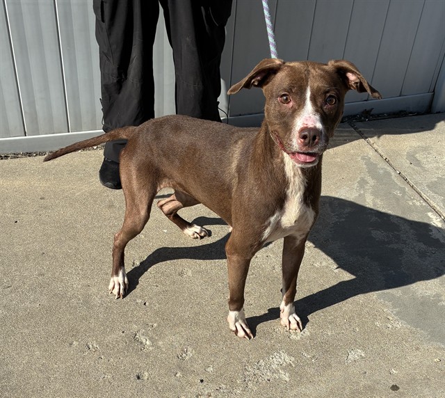 Shelter Stray Female Dog last seen Near BLOCK ROWAN ST, 3528 Newburg Rd, Louisville, KY 40218, USA