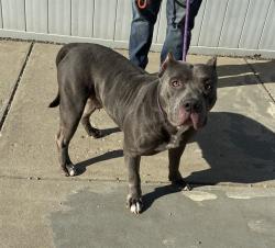 Shelter Stray Male Dog last seen Near BLOCK VALLEY FORGE WAY, 3528 Newburg Rd, Louisville, KY 40218, USA
